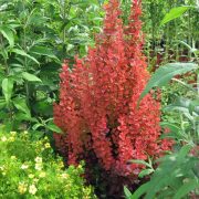 Berberis red rocket (zutika)