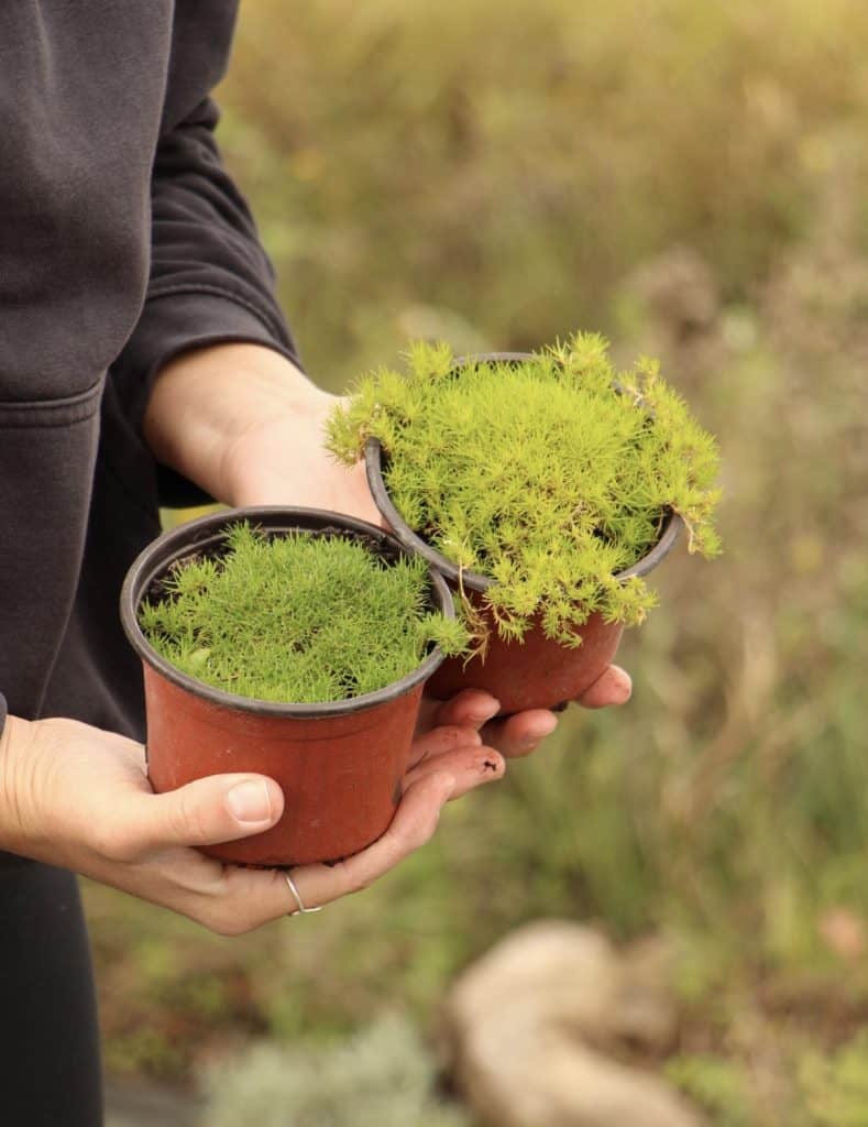 Sagina subulata (irska mahovina)