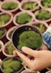 Sagina subulata (irska mahovina)