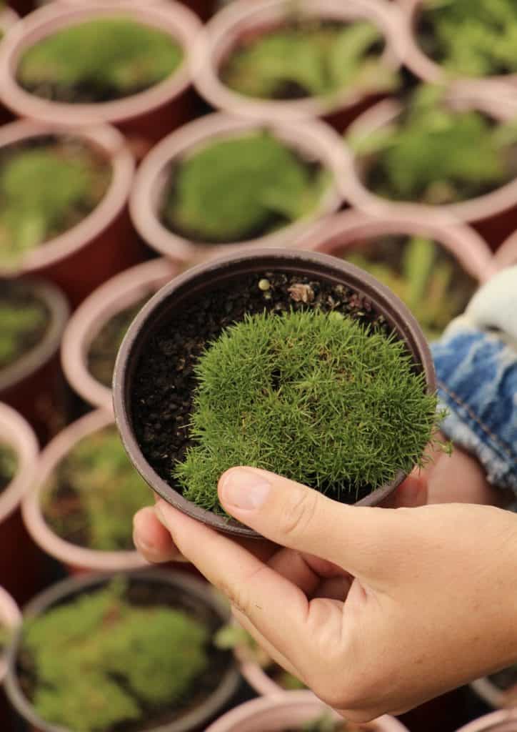 Sagina subulata (irska mahovina)