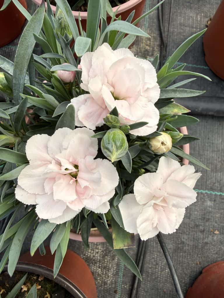 Dianthus (mini karanfil)