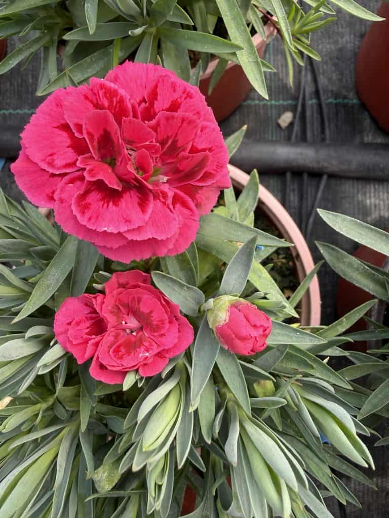 Dianthus (mini karanfil)
