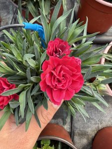 Dianthus (mini karanfil)