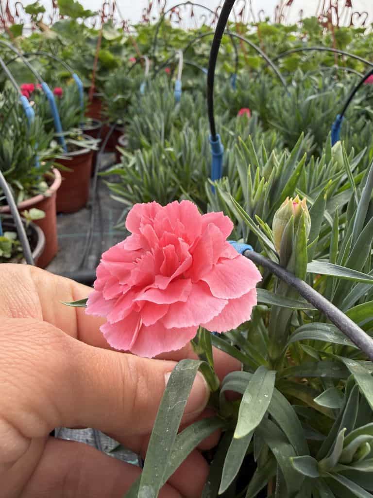 Dianthus (mini karanfil)