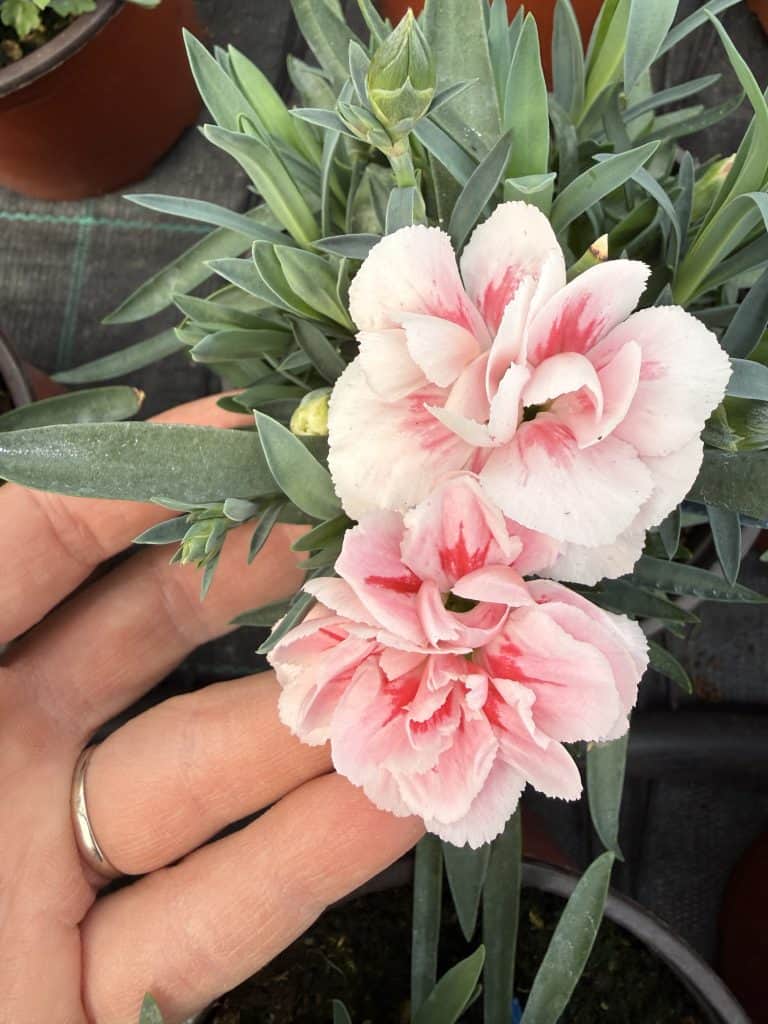 Dianthus (mini karanfil)