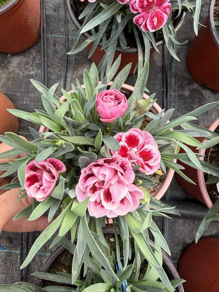 Dianthus (mini karanfil)
