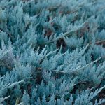 Juniperus horizontalis ‘Blue Chip’ (2)