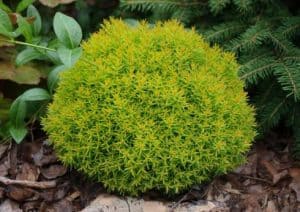 Thuja occidentalis 'Anniek' (Patuljasta tuja)