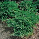 juniperus-horizontalis-prince-of-wales-genevrier-rampant-prince-de-galles
