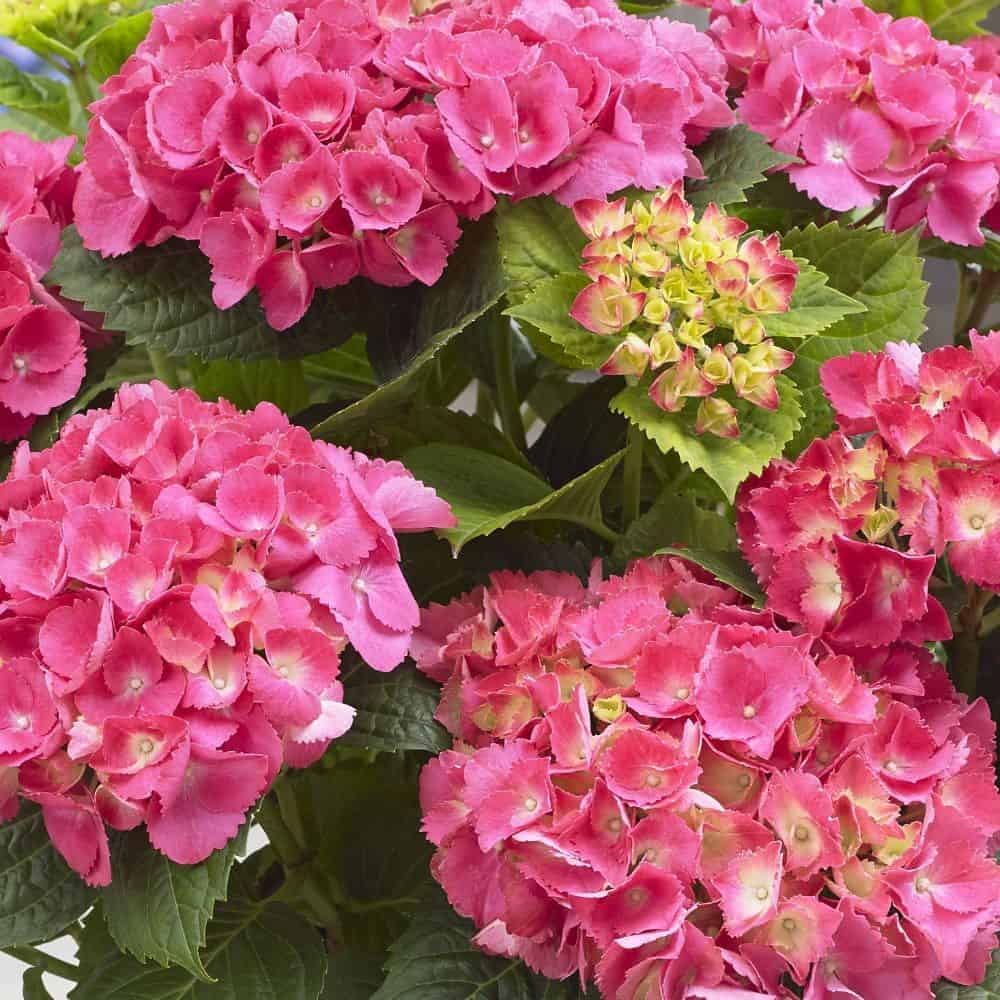 Hydrangea macrophylla (Hortenzija)