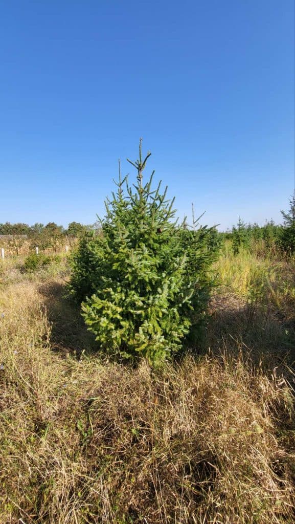 Novogodišnja jelka (1.5m)