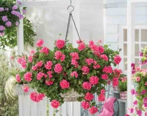 Muškatla roze padajuća - Pelargonium peltatum 'Linda'