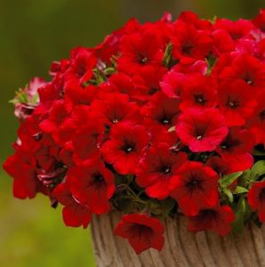 Petunia ‘Surfinia® Deep Red’ (Crvena)
