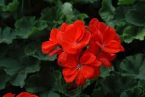 Muškatla narandžasta stajaća - Pelargonium zonale 'Sylvia Orange'