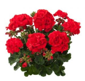 Muškatla crvena stajaća - Pelargonium zonale 'Bernd'