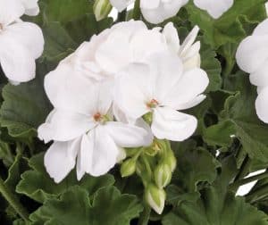 Muškatla stajaća bela - Pelargonium zonale 'White'