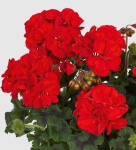 Muškatla stajaća crvena Pelargonium zonale ‘Mylena’