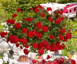 Muškatla crvena padajuća - Pelargonium peltatum 'Paula'