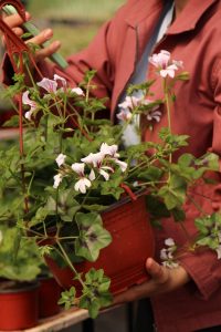 Muškatla slovenačka bela - Pelargonium peltatum 'Polar'