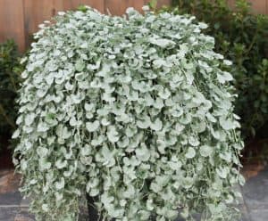 Dichondra argentea 'Silver Falls' - Srebrni vodopad