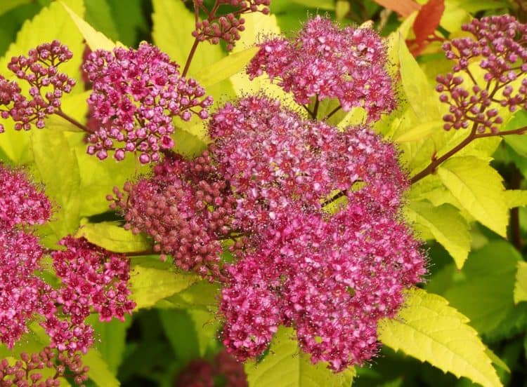 Spiraea bumalda 'Goldflame'