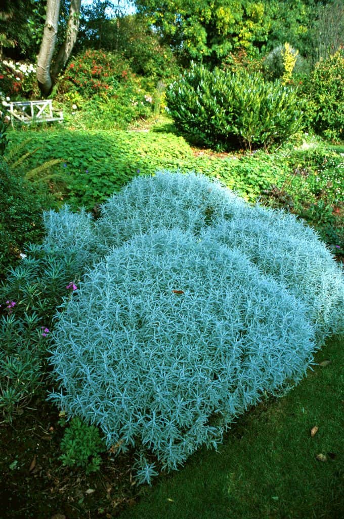 Santolina chamaecyparissus