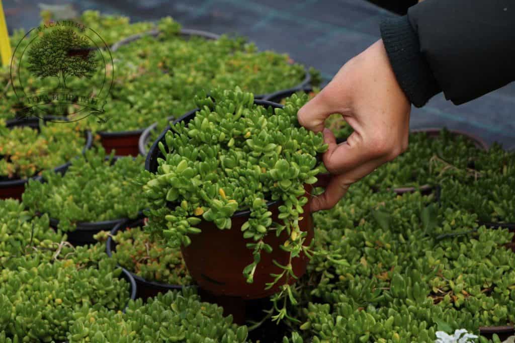 Delosperma nubigenum