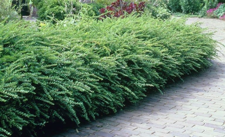 Lonicera nitida sadnica za mini živu ogradu