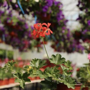 Muškatla slovenačka crvena - Pelargonium peltatum 'Red'