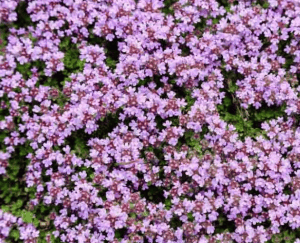 Thymus Serpyllum ‘Elfin’ - Puzava Majčina dušica