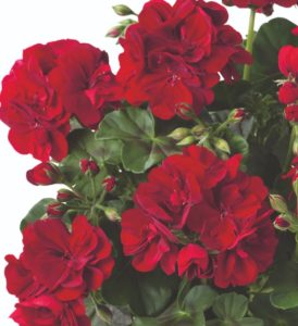 Muškatla tamno crvena padajuća – Pelargonium peltatum ‘Ruben’