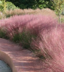 Muhlenbergia capillaris - Roze trava