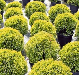 Thuja occidentalis 'Mirjam’