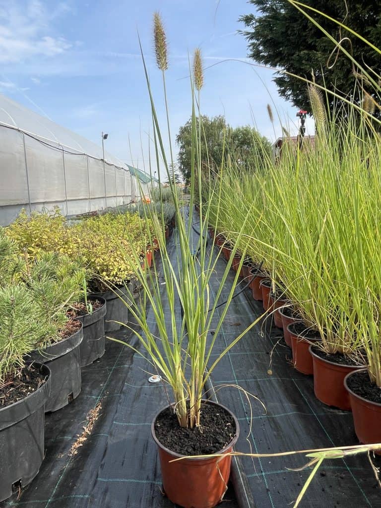Petlovo pero - Pennisetum alopecuroides