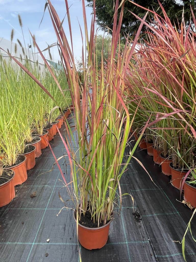 Imperata cylindrica (crvena ukrasna trava)