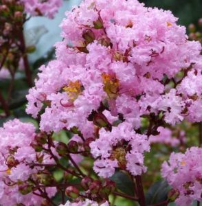 Indijski jorgovani rozi - Lagerstroemia indica