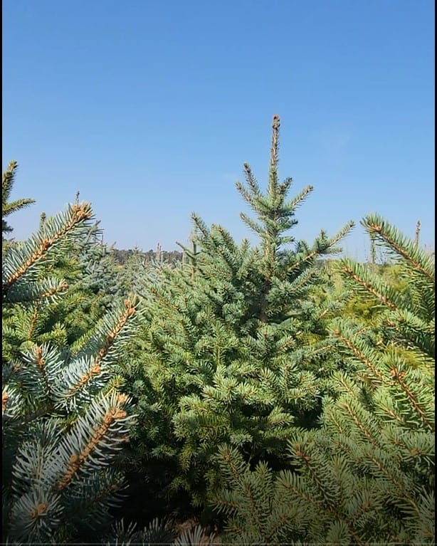 Srebrna novogodišnja jelka