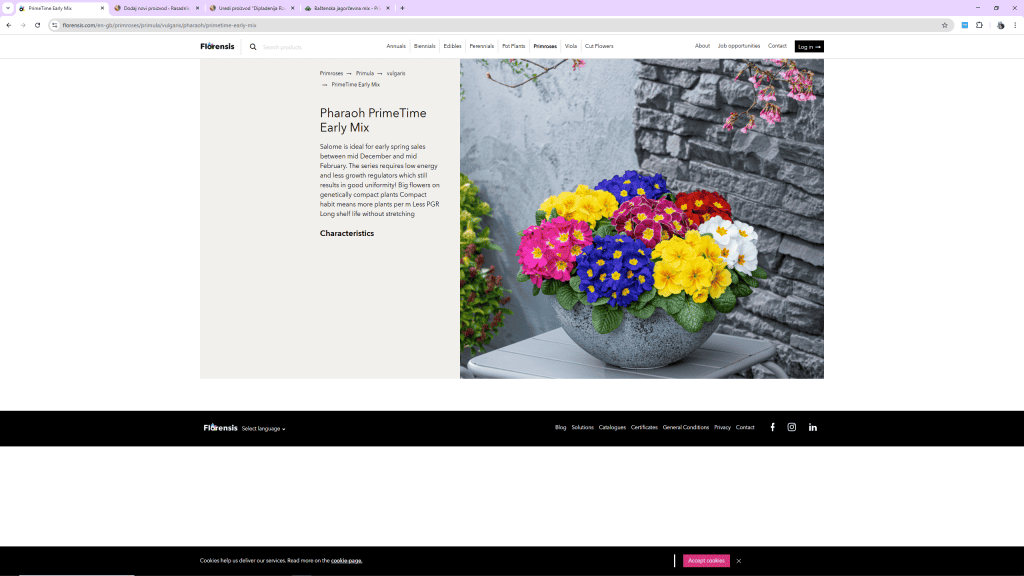 Primula - Jagorčevina
