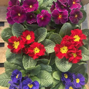 Primula - Jagorčevina