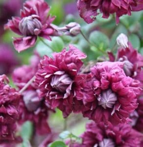 Klematis / Clematis 'Purpurea Plena Elegans'