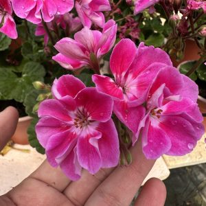 Muškatla ciklama stajaća - Pelargonium zonale 'Baldo'