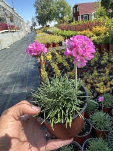 Primorski karanfil - Armeria maritima