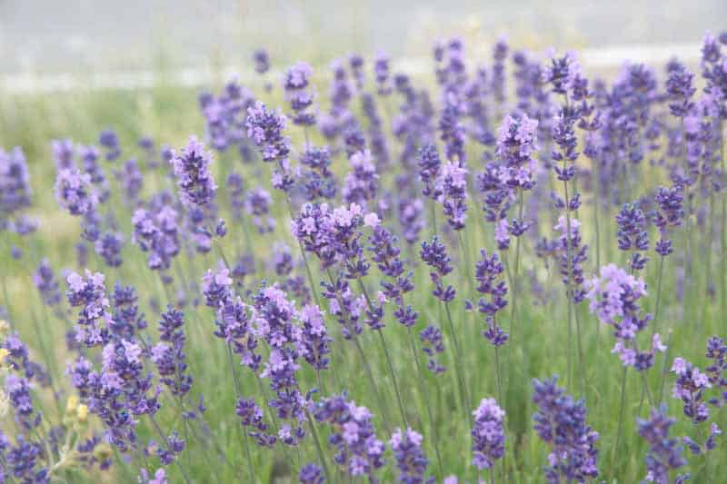 Lavandula angustifolia ‘Munstead’