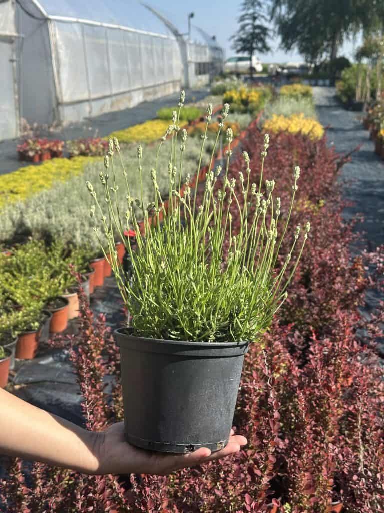 Lavandula angustifolia ‘White’