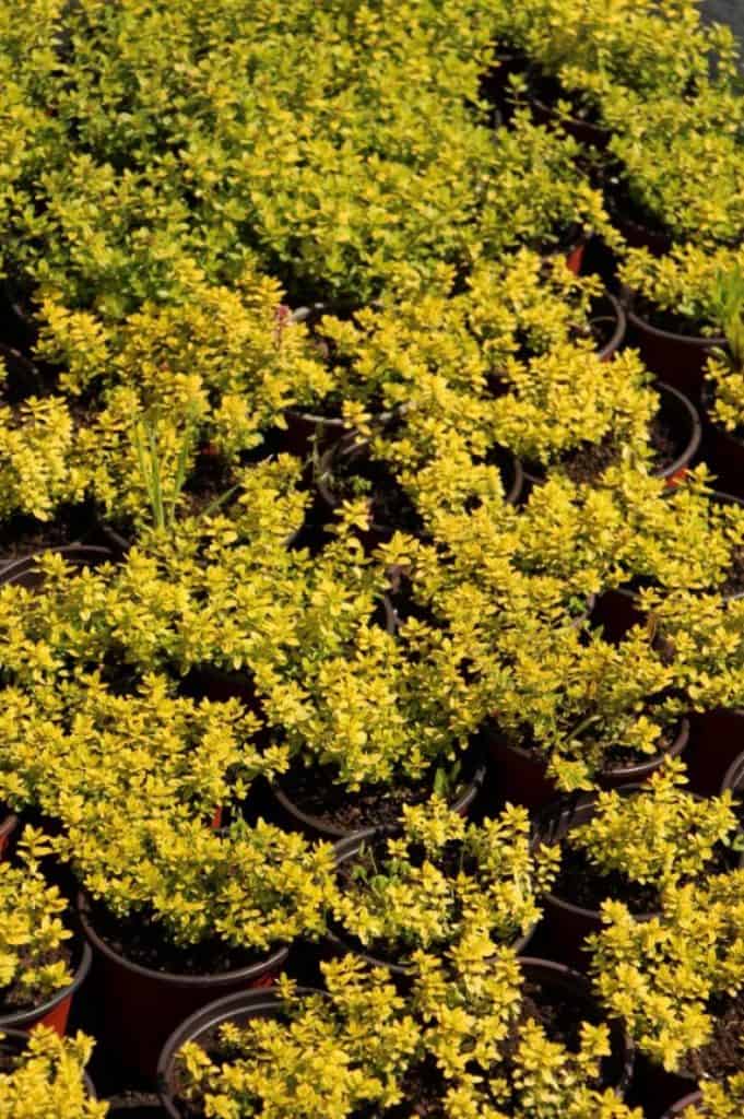 Thymus citriodorus ‘Aureus’