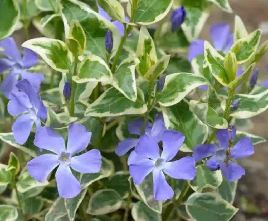 Vinca major ‘Variegata’