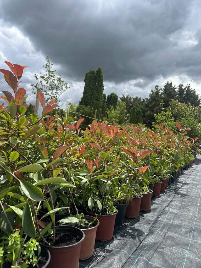 Fotinija - Photinia fraseri ‘Red Robin’
