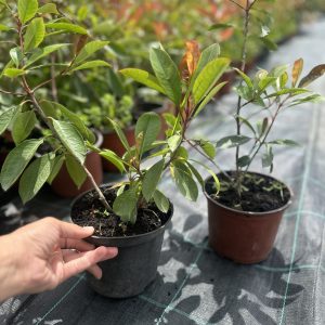 Fotinija - Photinia fraseri ‘Red Robin’