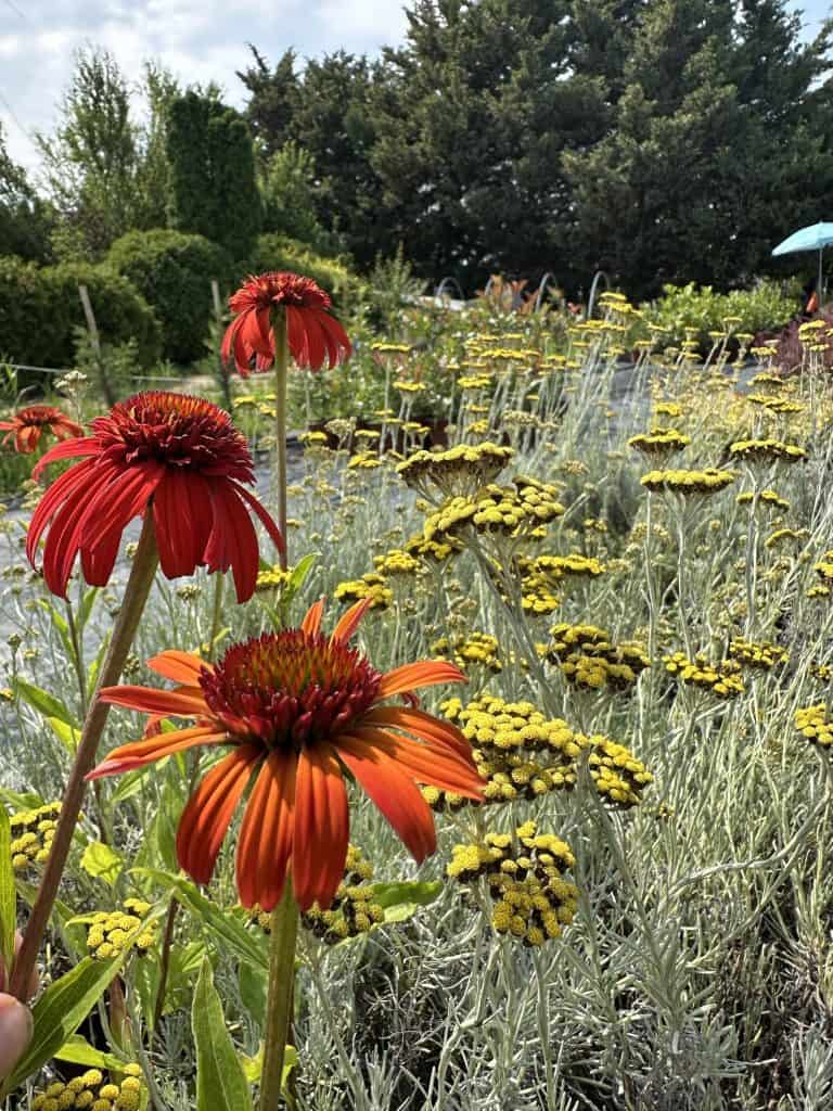 Ehinacea purpurea ‘Hot Papaya’