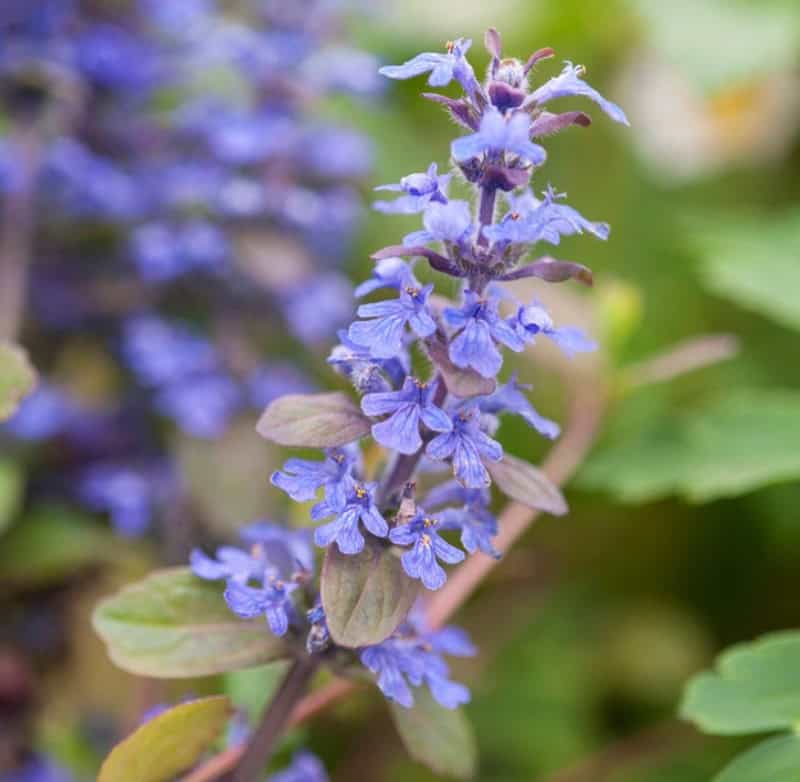 Ajuga reptans
